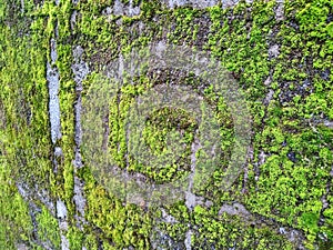 Mossy wall on the house fence