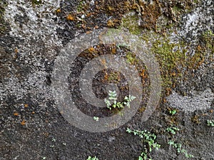 Mossy Wall Texture and Green Moss on Concrete