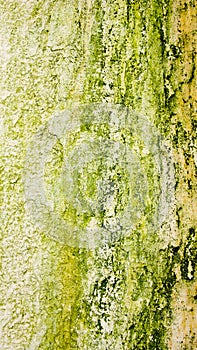 A Mossy Wall Texture
