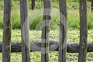 Mossy wooden fence of the five pegs in the cracks