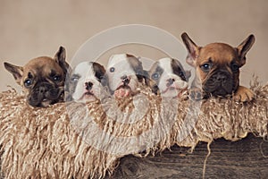 the most adorable family of french bulldog puppies resting