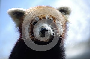 A Most Adorable Red Panda1