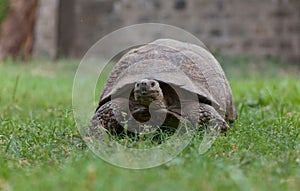 Most African tortoise