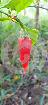 Most Attractive Red Chilli Fruit on Nature Background