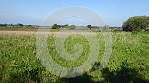 Most attractive tree line across field