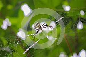 The most beatyfull spider,Spider siting on the net