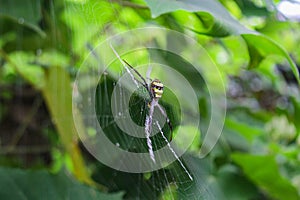 The most beatyfull spider,Spider siting on the net