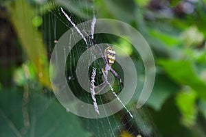 The most beatyfull spider,Spider siting on the net