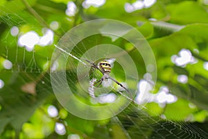 The most beatyfull spider,Spider siting on the net