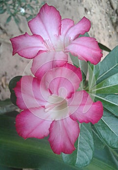 Most Beautiful araliya flowers image photo