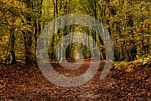 The most beautiful autumn forest in the Netherlands with mystical and mysterious views and atmospheric sunrises in the early mist