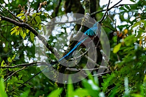 The most beautiful bird of Central America. Resplendent quetzal Pharomachrus mocinno Sitting ma branches covered with moss. Beau