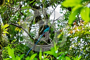 The most beautiful bird of Central America. Resplendent quetzal Pharomachrus mocinno Sitting ma branches covered with moss. Beau