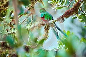 The most beautiful bird of Central America. Resplendent quetzal Pharomachrus mocinno Sitting ma branches covered with moss. photo
