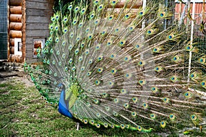 The most beautiful bird in the world is a peacock from the chicken family with a large and bright tail like a chic fan of feathers