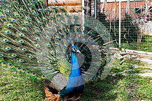 The most beautiful bird in the world is a peacock from the chicken family with a large and bright tail like a chic fan of feathers