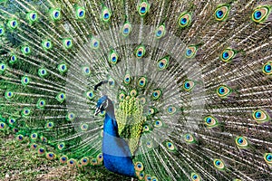 The most beautiful bird in the world is a peacock from the chicken family with a large and bright tail like a chic fan of feathers