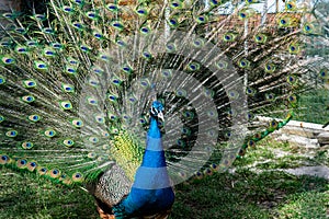 The most beautiful bird in the world is a peacock from the chicken family with a large and bright tail like a chic fan of feathers