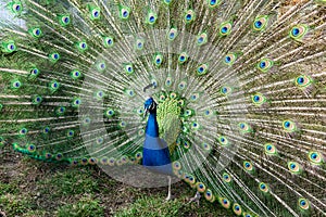 The most beautiful bird in the world is a peacock from the chicken family with a large and bright tail like a chic fan of feathers