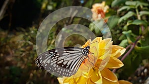 Most beautiful butterfly of Himalayas