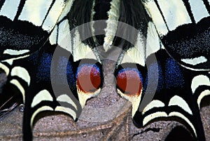 The most beautiful butterfly in Spain and Europe, Papilio macaon photo