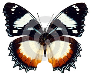 Most beautiful colorful butterfly in Madagascar Hypolimnas dexithaea isolated on white. Royal butterfly. photo