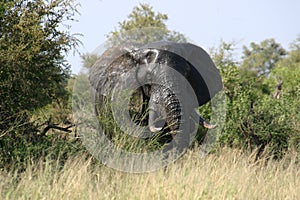 Most beautiful elephant head in nature photo