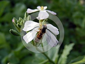 The most beautiful flower pictures for web design and logo