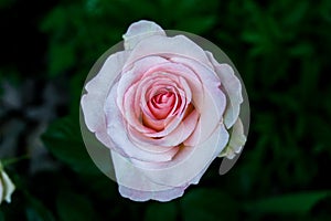 The most beautiful flower is rose! Isn& x27;t it?