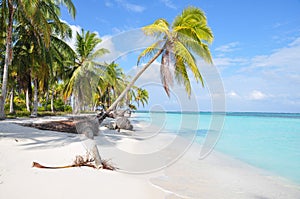 The most beautiful lonely caribbean beach at San Blas island, Panama. Central America photo