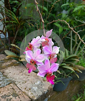 the most beautiful orchid flowers that ever existed on earth at that time photo