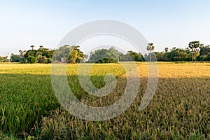 The most beautiful picture of a paddy field of rural India in a summer