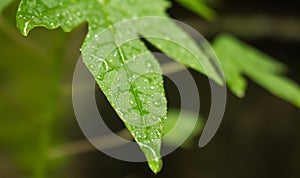 Most beautiful picture of water drops on the leaf.