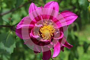 The most beautiful pink dahlia flower in bloom