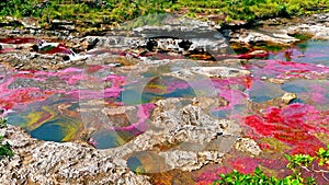 The most beautiful river in the world - the colorful Canio Cristales River, the pearl of tropical Colombia