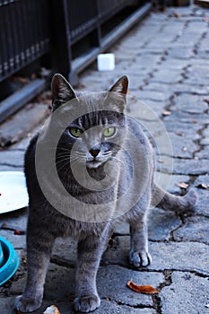 The most beautiful street cat