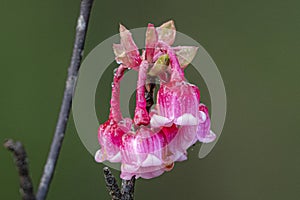 The Rare Beauty of Bellflower Cherry on Ba Na Peak. Dang Nang - Viet Nam photo