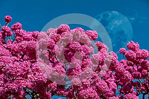 The most beautiful trees in flower: Pink Trumpet Tree (Tabebuia impetiginosa or Handroanthus impetiginosus). photo