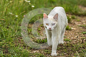 Most beautiful white cat of strange eyes of the world with a blue eye and a yellow eye feline form of heterochromia