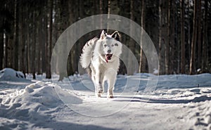 Most beautiful yakutian laika boy in the fairy-tale winter forest.