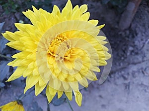 Most beautiful yellow colour flower in botanical garden