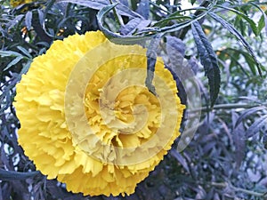 Most beautiful yellow colour flower in botanical garden