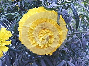 Most beautiful yellow colour flower in botanical garden