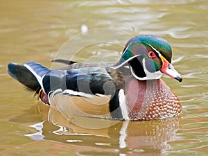 Most beautifull duck ever