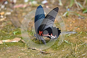 The most beautyfull butterfly white background