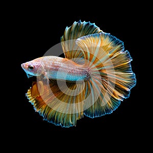 The most colorful fish in the world