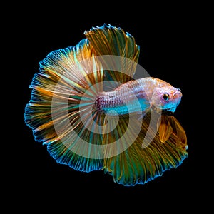 The most colorful fish in the world