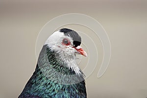 The most commonly bred breed of domestic pigeon in the Czech Republic - Bohemian Steller Cropper. Beautiful closeup