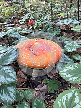 Is the most dangerous mushroom of the autumn forest. Amanita muscaria is used as an intoxicant and entheogen in Sib