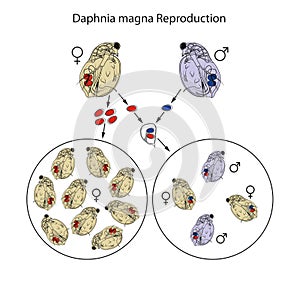 Daphnia use a combined strategy of asexual and sexual reproduction during their life cycle photo